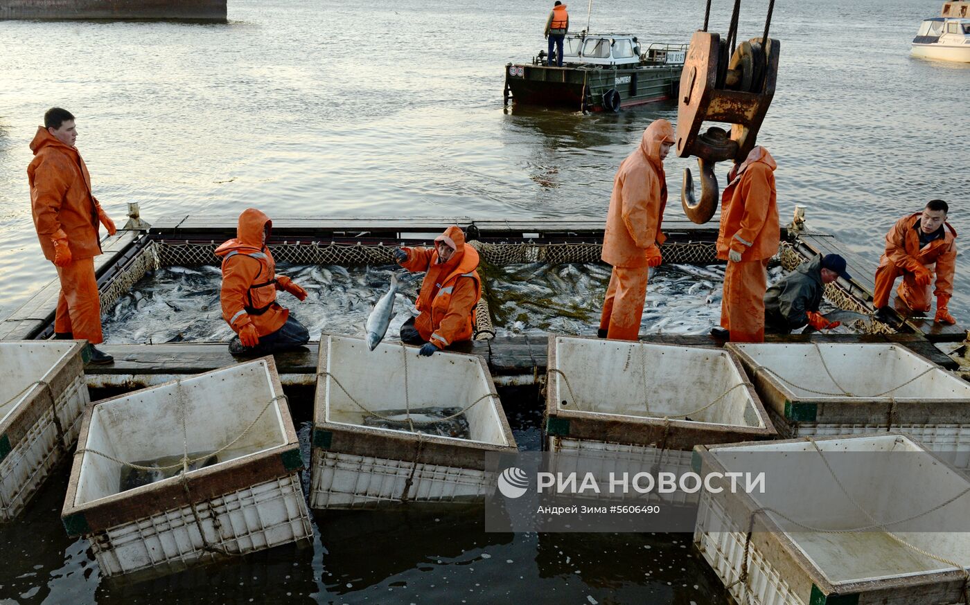 Массовый лов красной рыбы на побережье Берингова моря в Анадыре 