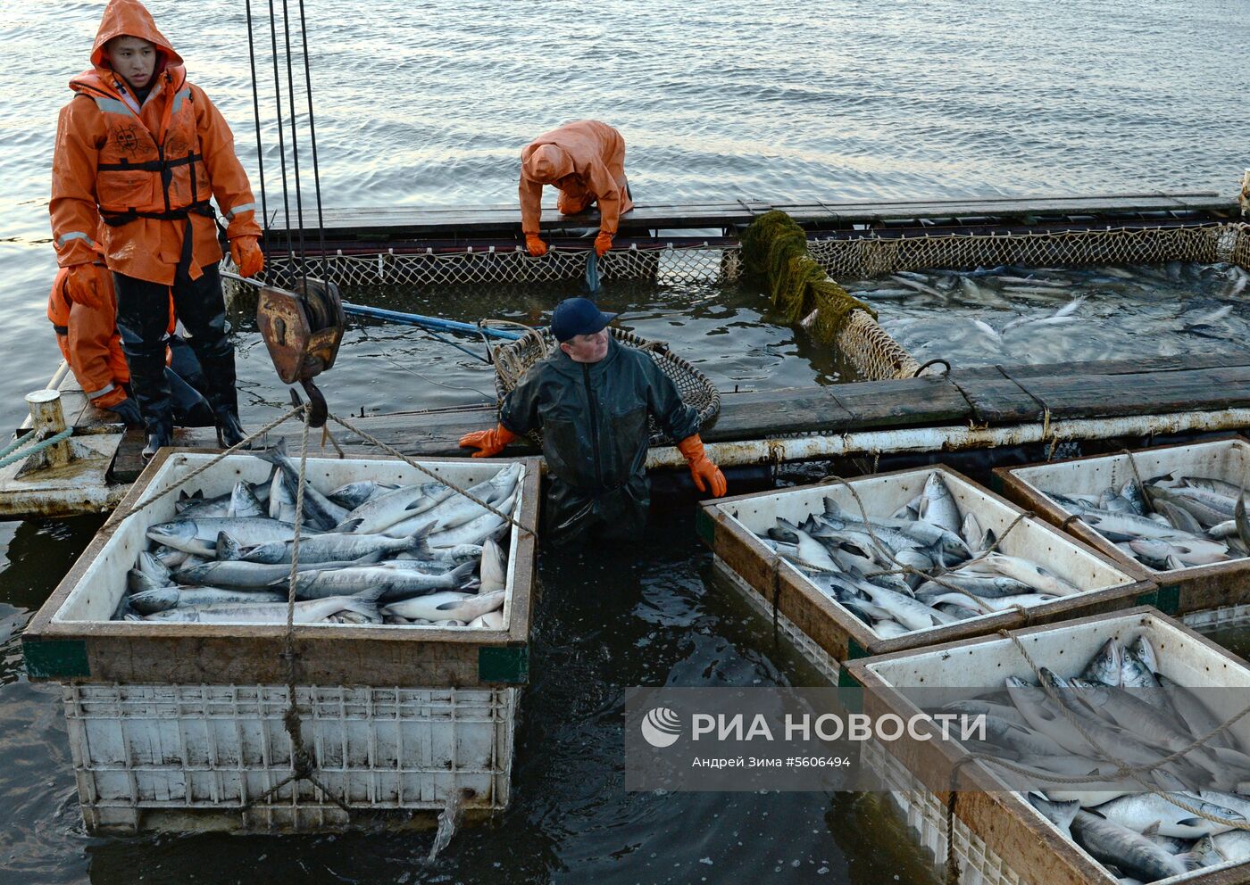 Массовый лов красной рыбы на побережье Берингова моря в Анадыре 