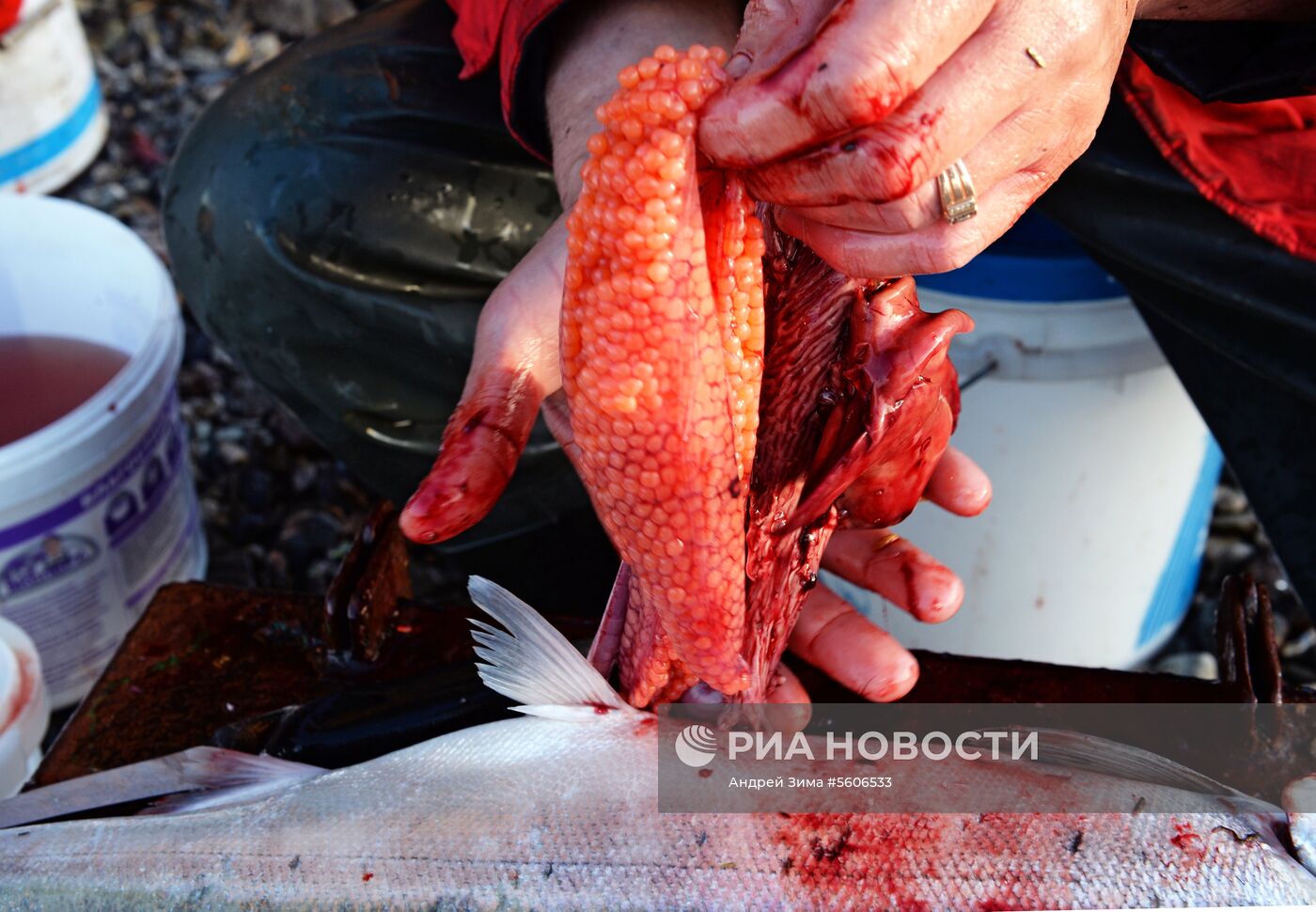 Массовый лов красной рыбы на побережье Берингова моря в Анадыре 