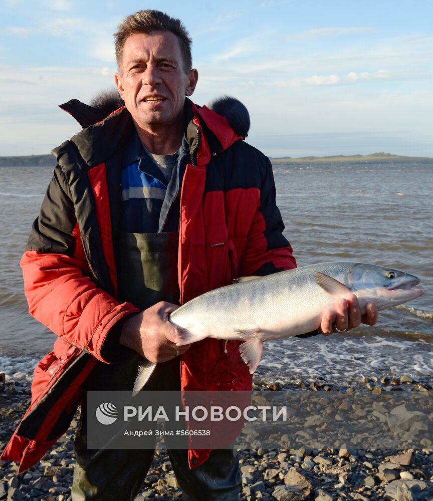Массовый лов красной рыбы на побережье Берингова моря в Анадыре 