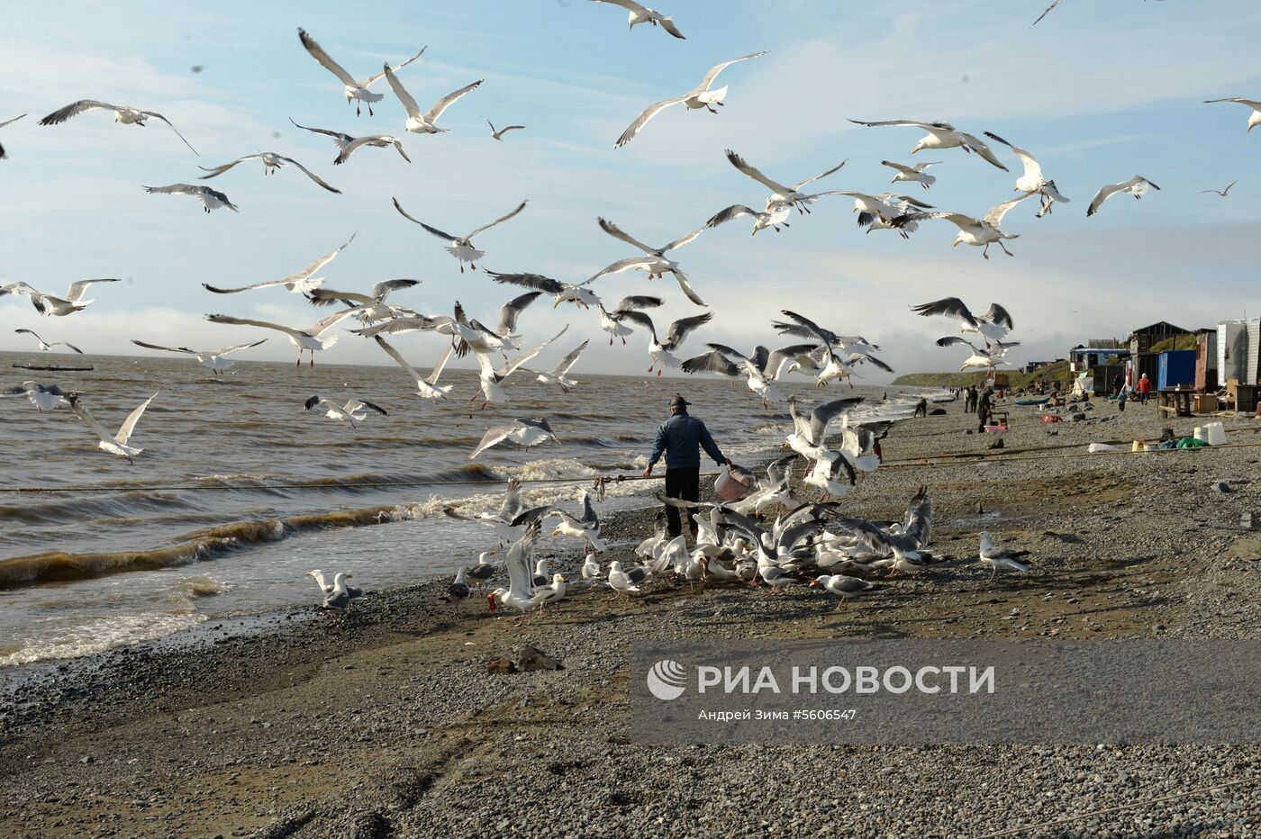 Массовый лов красной рыбы на побережье Берингова моря в Анадыре 