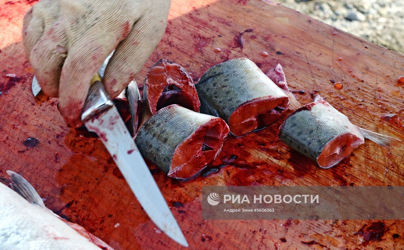 Массовый лов красной рыбы на побережье Берингова моря в Анадыре 