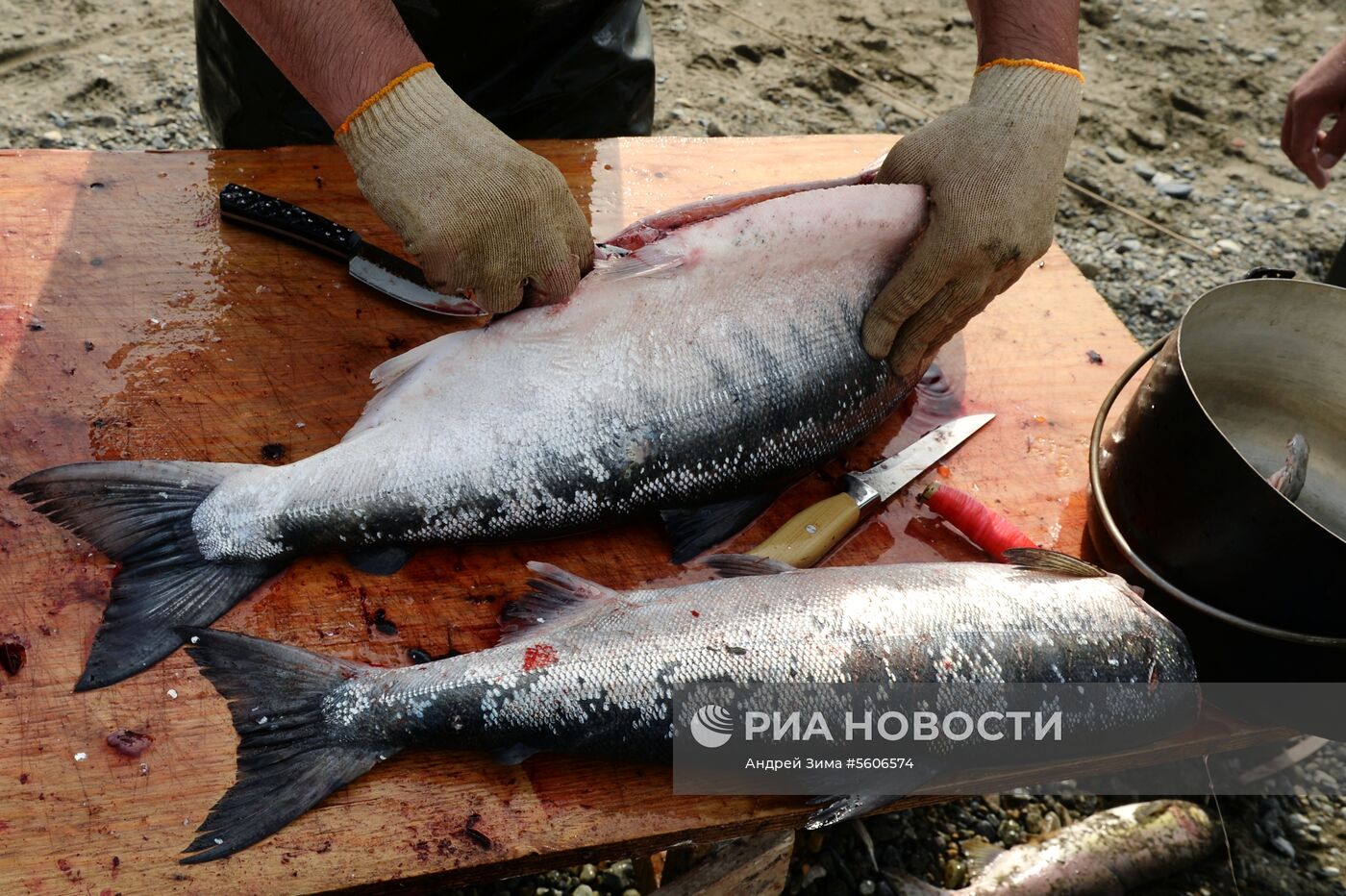 Массовый лов красной рыбы на побережье Берингова моря в Анадыре 