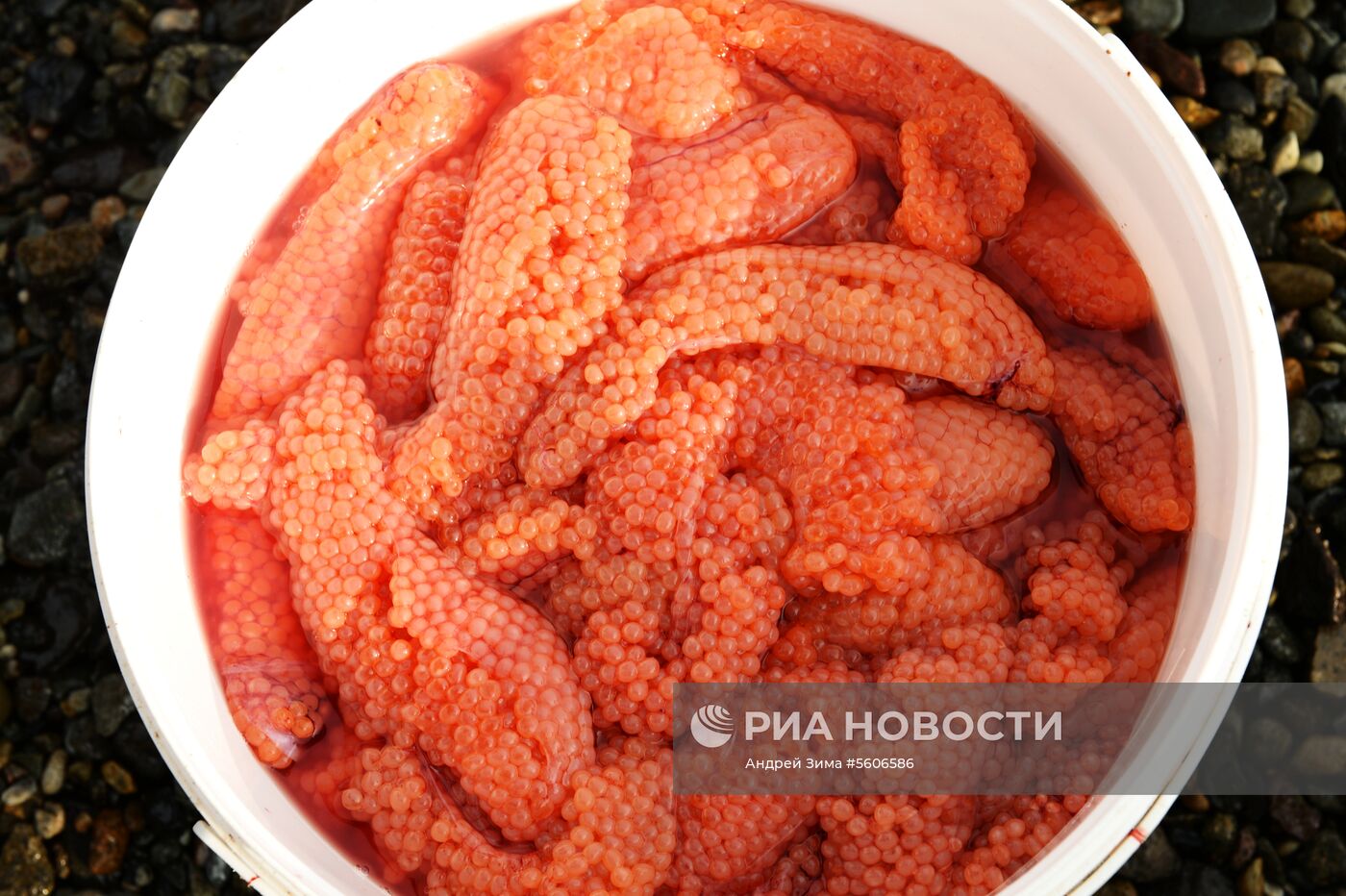 Массовый лов красной рыбы на побережье Берингова моря в Анадыре 