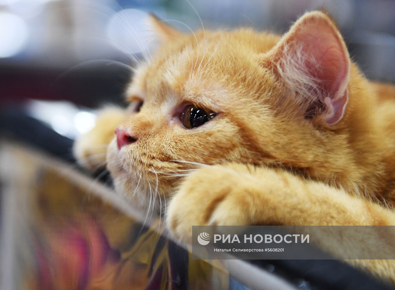 Международная выставка "Жемчужное шоу кошек"