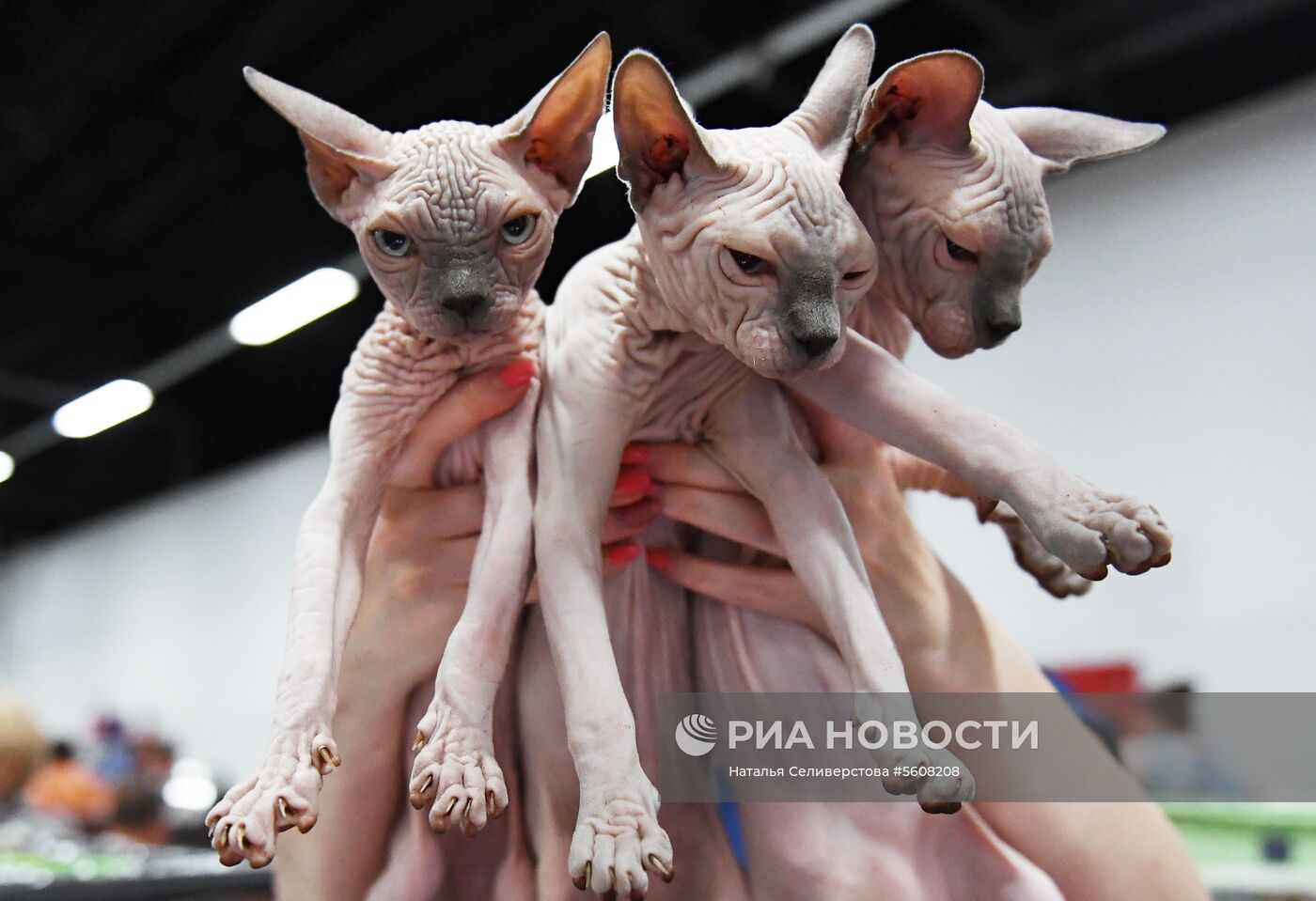 Международная выставка «Жемчужное шоу кошек»