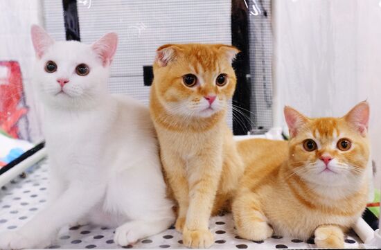 Международная выставка «Жемчужное шоу кошек»