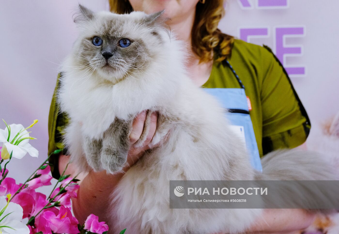 Международная выставка «Жемчужное шоу кошек»
