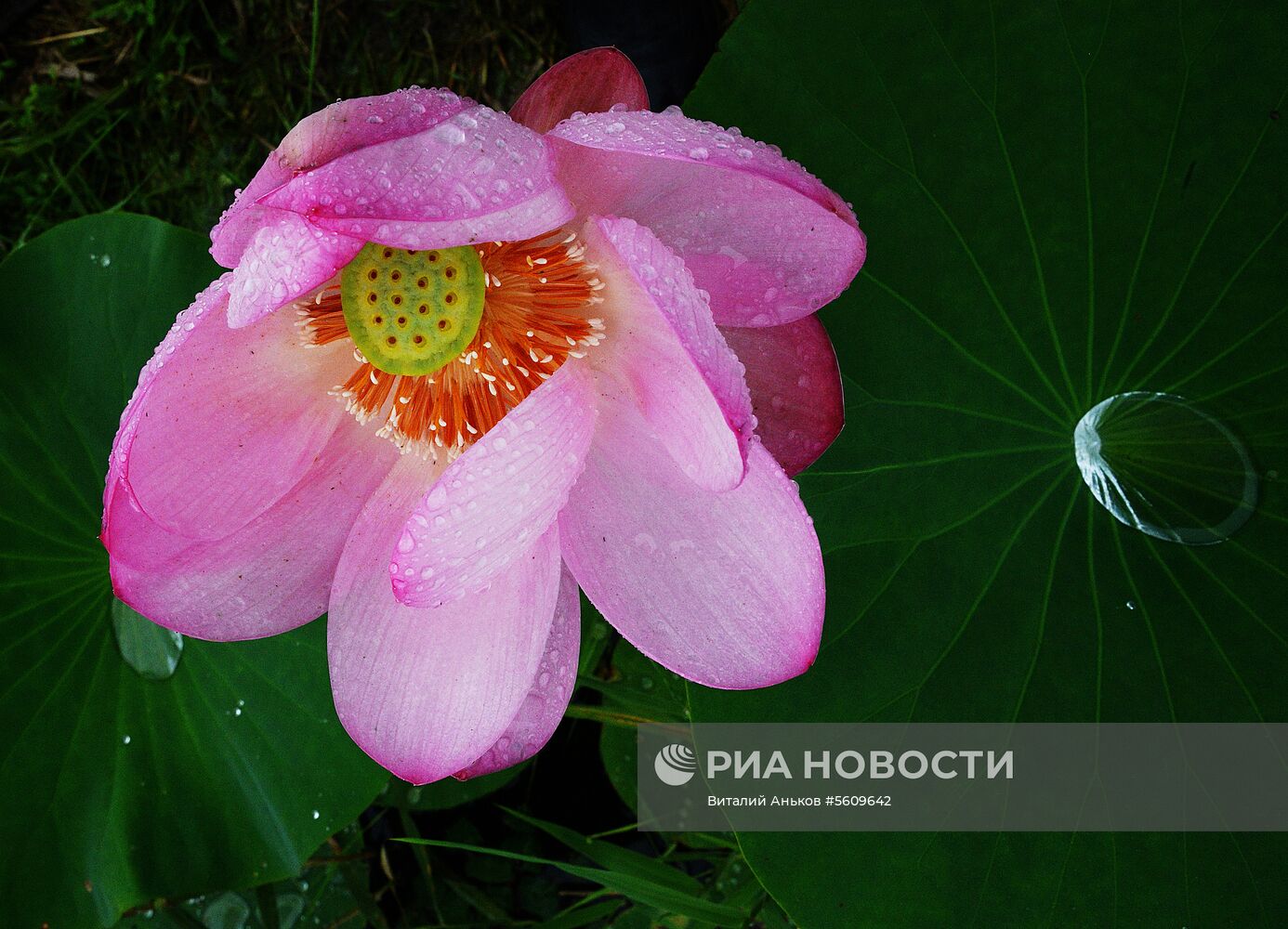 Цветение лотосов в Приморском крае