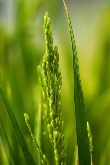 Выращивание риса в Краснодарском крае