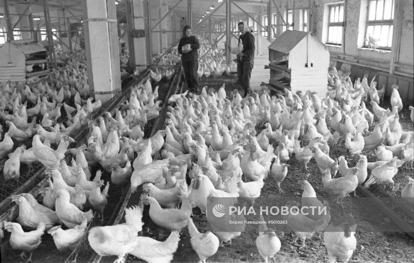 Птицеводческое хозяйство в Молдавии