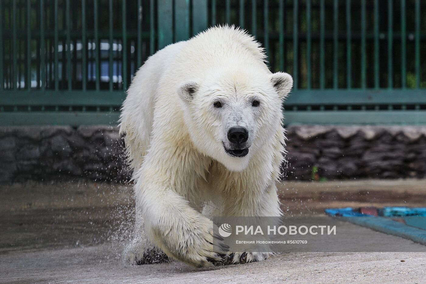 Белая медведица Умка-Аяны в зоопитомнике Московского зоопарка