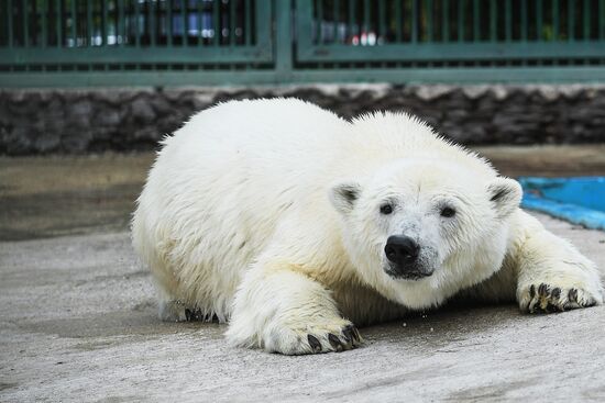 Белая медведица Умка-Аяны в зоопитомнике Московского зоопарка