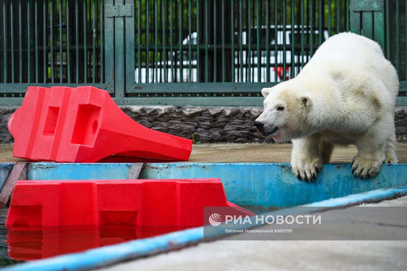 Белая медведица Умка-Аяны в зоопитомнике Московского зоопарка