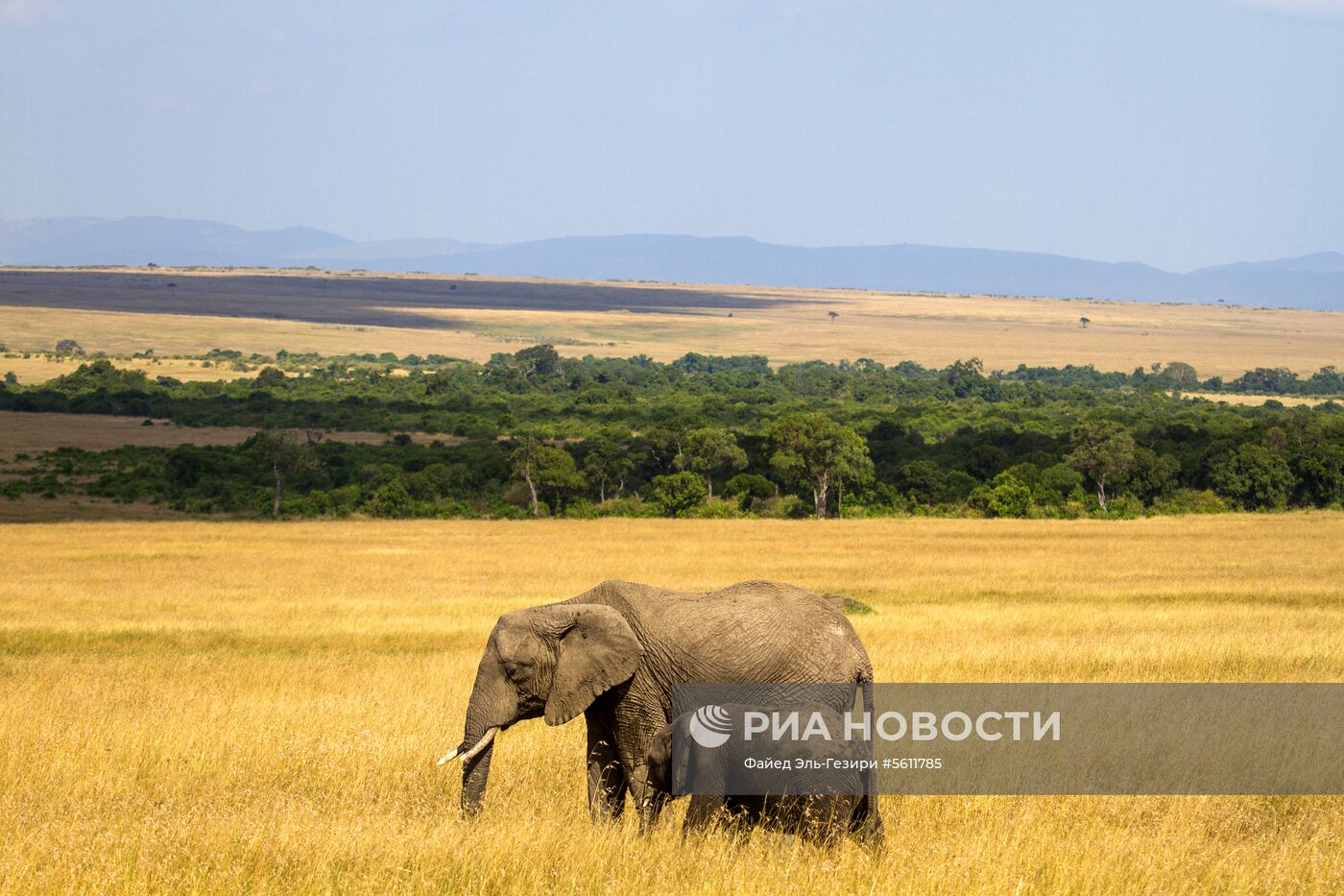 Национальный заповедник "Масаи-Мара" в Кении