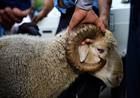 Празднование Курбан-Байрама в городах России 