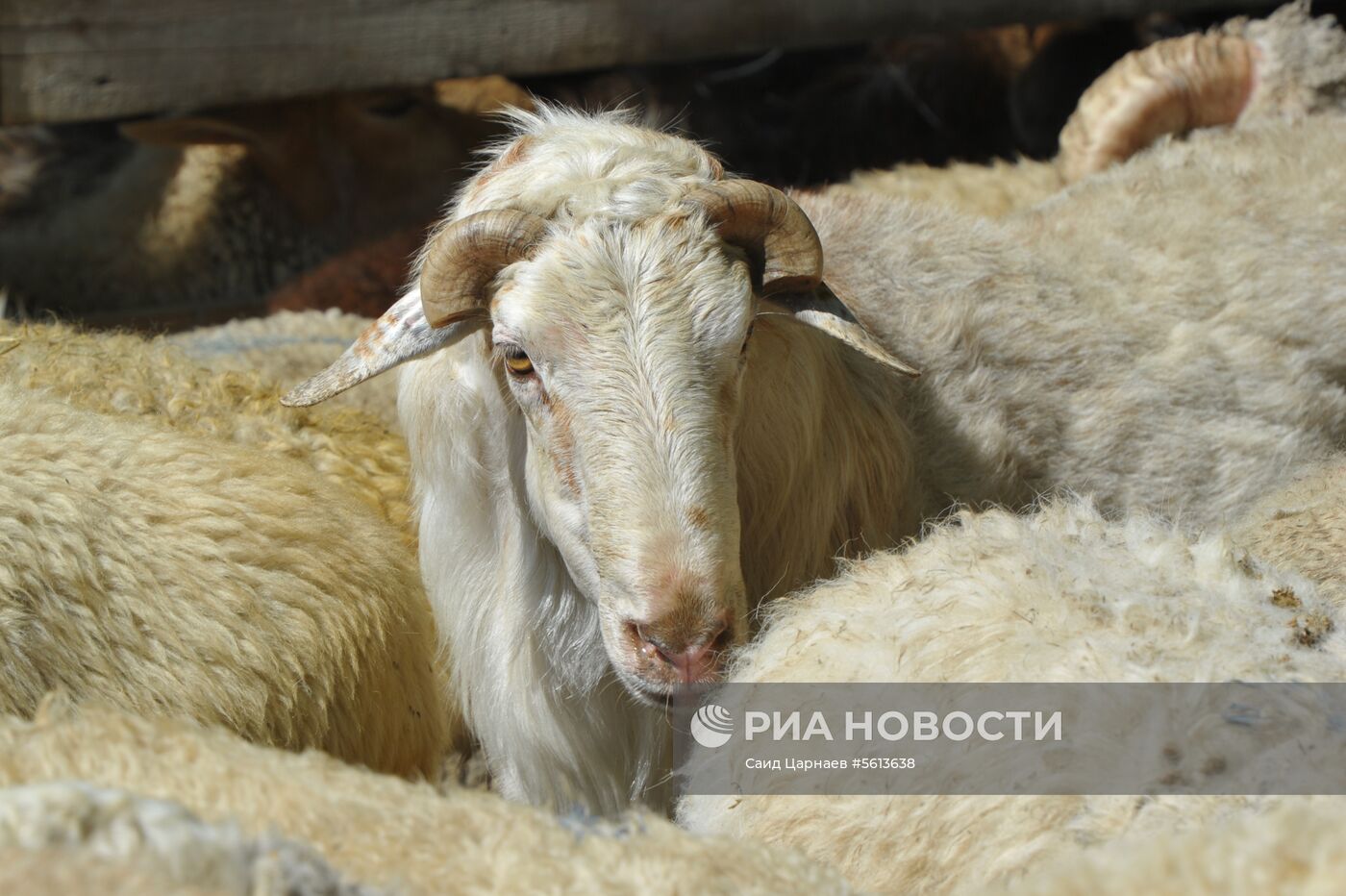 Празднование Курбан-Байрама в городах России