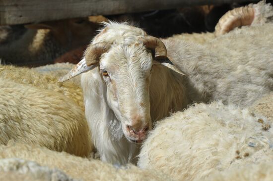 Празднование Курбан-Байрама в городах России