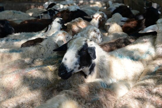 Празднование Курбан-Байрама в городах России
