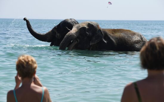 Выгул и купание цирковых слонов в Евпатории
