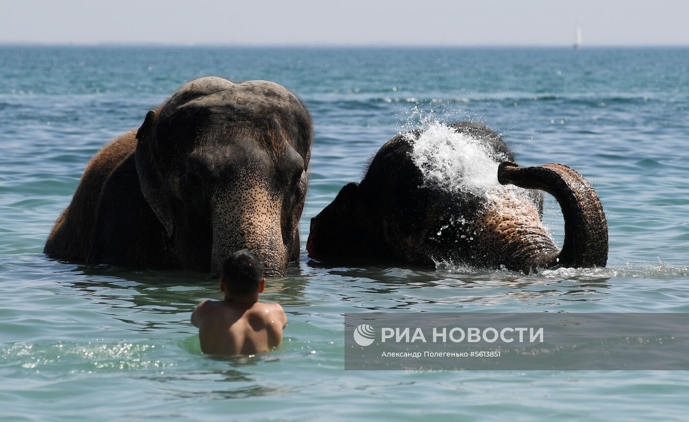 Выгул и купание цирковых слонов в Евпатории