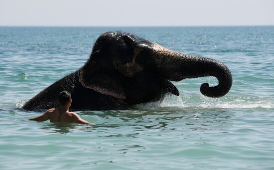Выгул и купание цирковых слонов в Евпатории