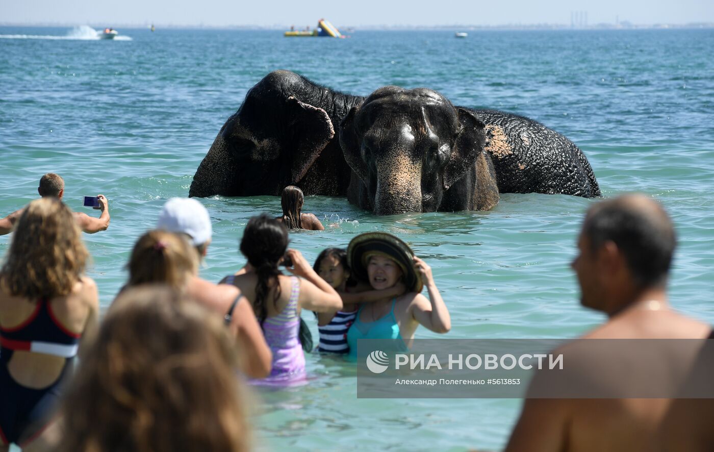 Выгул и купание цирковых слонов в Евпатории