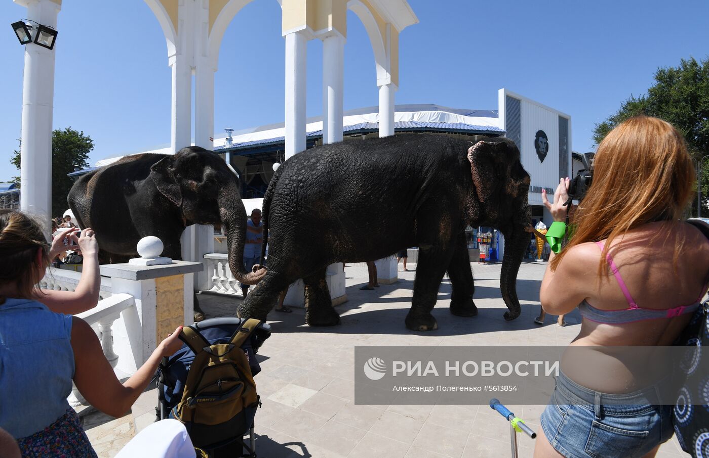 Выгул и купание цирковых слонов в Евпатории