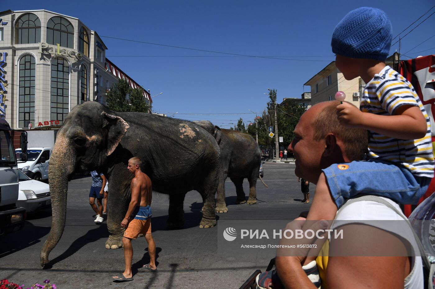 Выгул и купание цирковых слонов в Евпатории