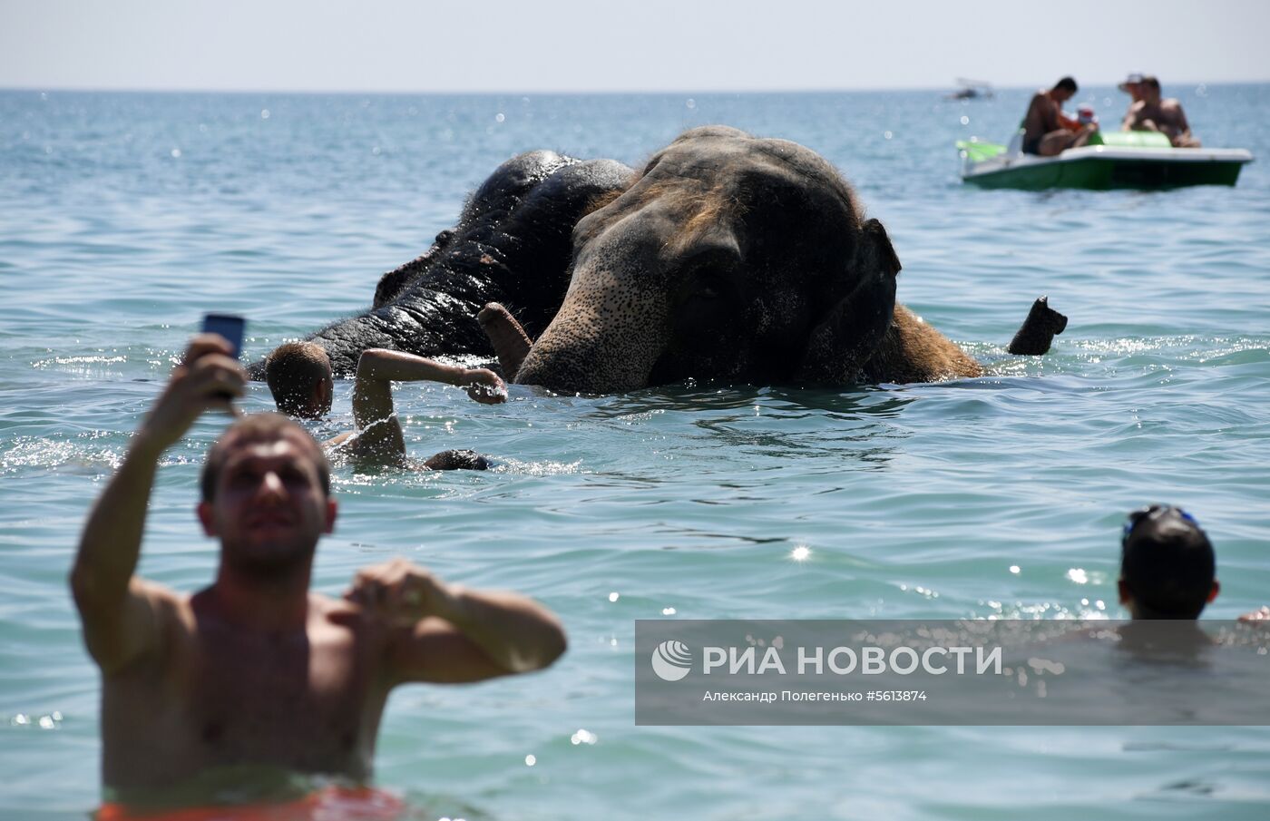 Выгул и купание цирковых слонов в Евпатории