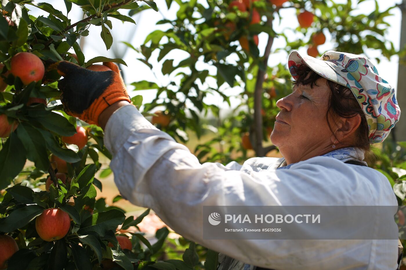 Сбор урожая яблок в Краснодарском крае