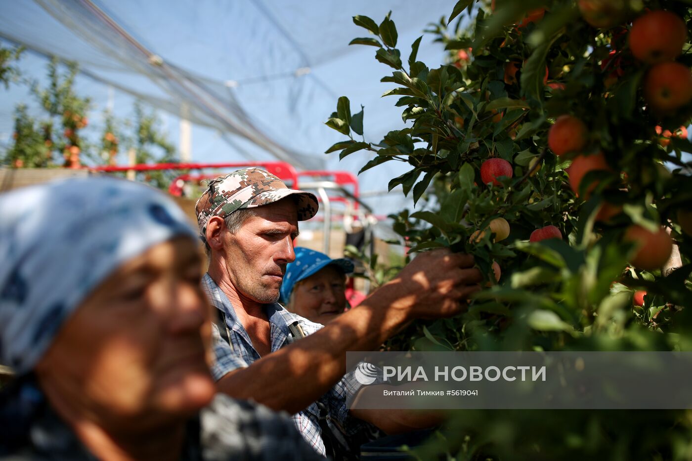 Сбор урожая яблок в Краснодарском крае