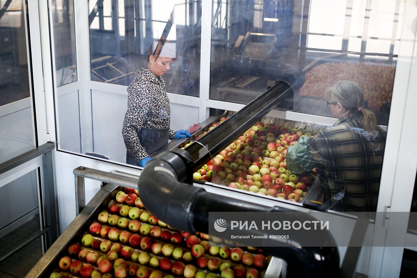 Сбор урожая яблок в Краснодарском крае