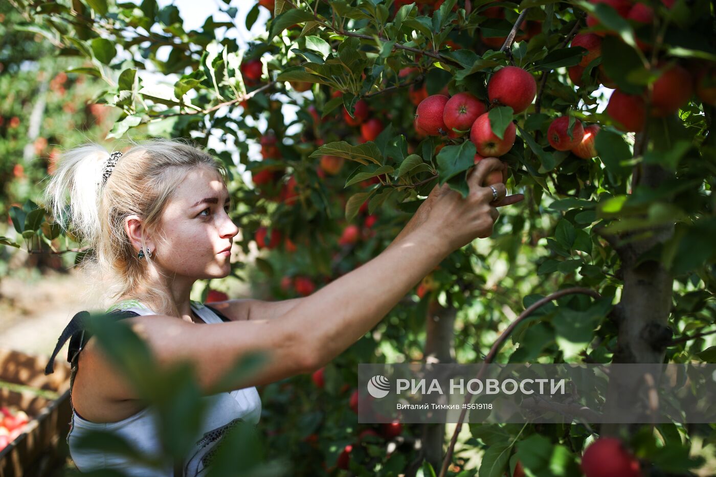 Сбор урожая яблок в Краснодарском крае