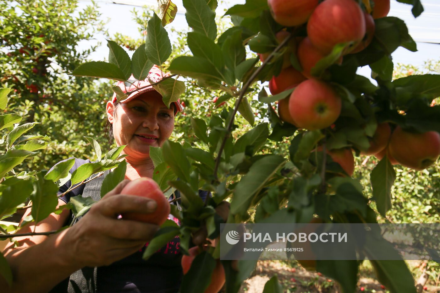 Сбор урожая яблок в Краснодарском крае