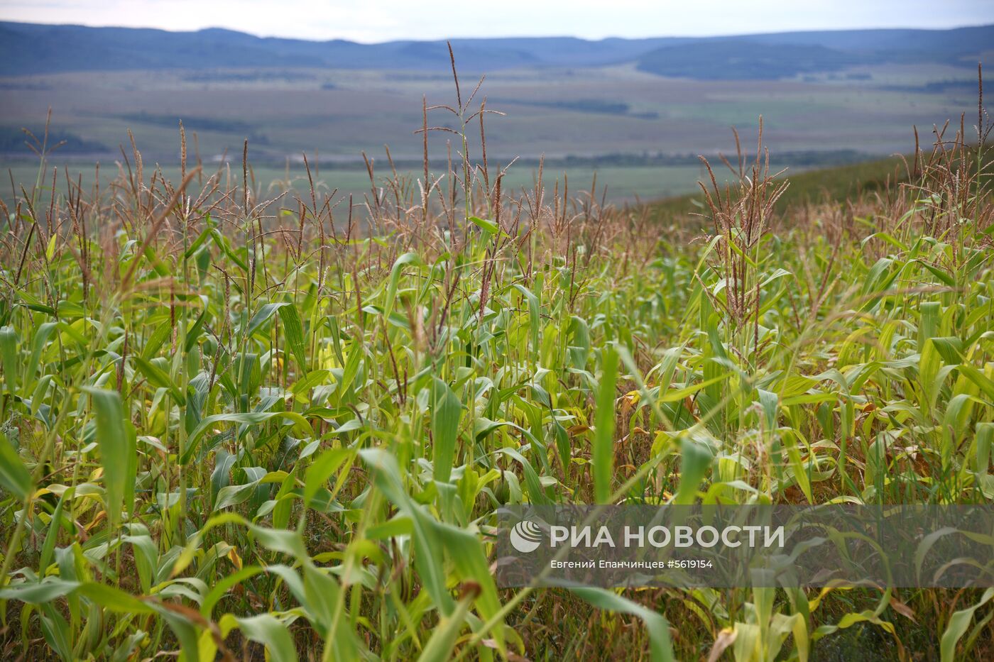 Кормозаготовительные работы в Забайкалье