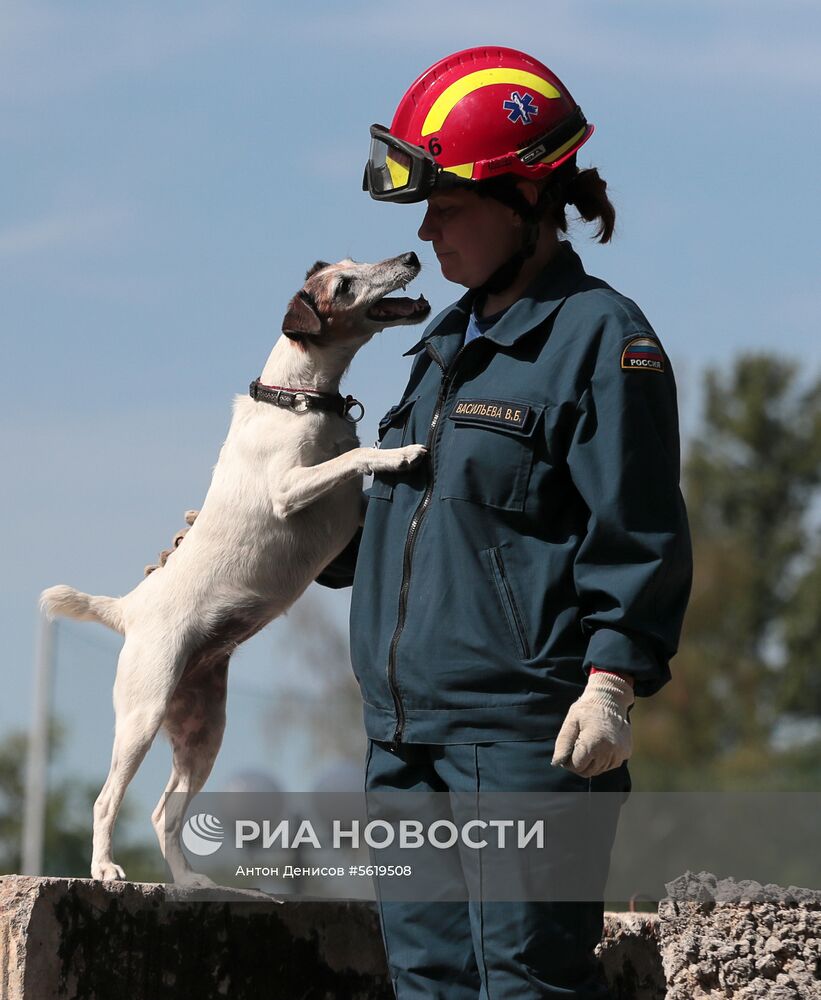 Тренировка собак-спасателей МЧС