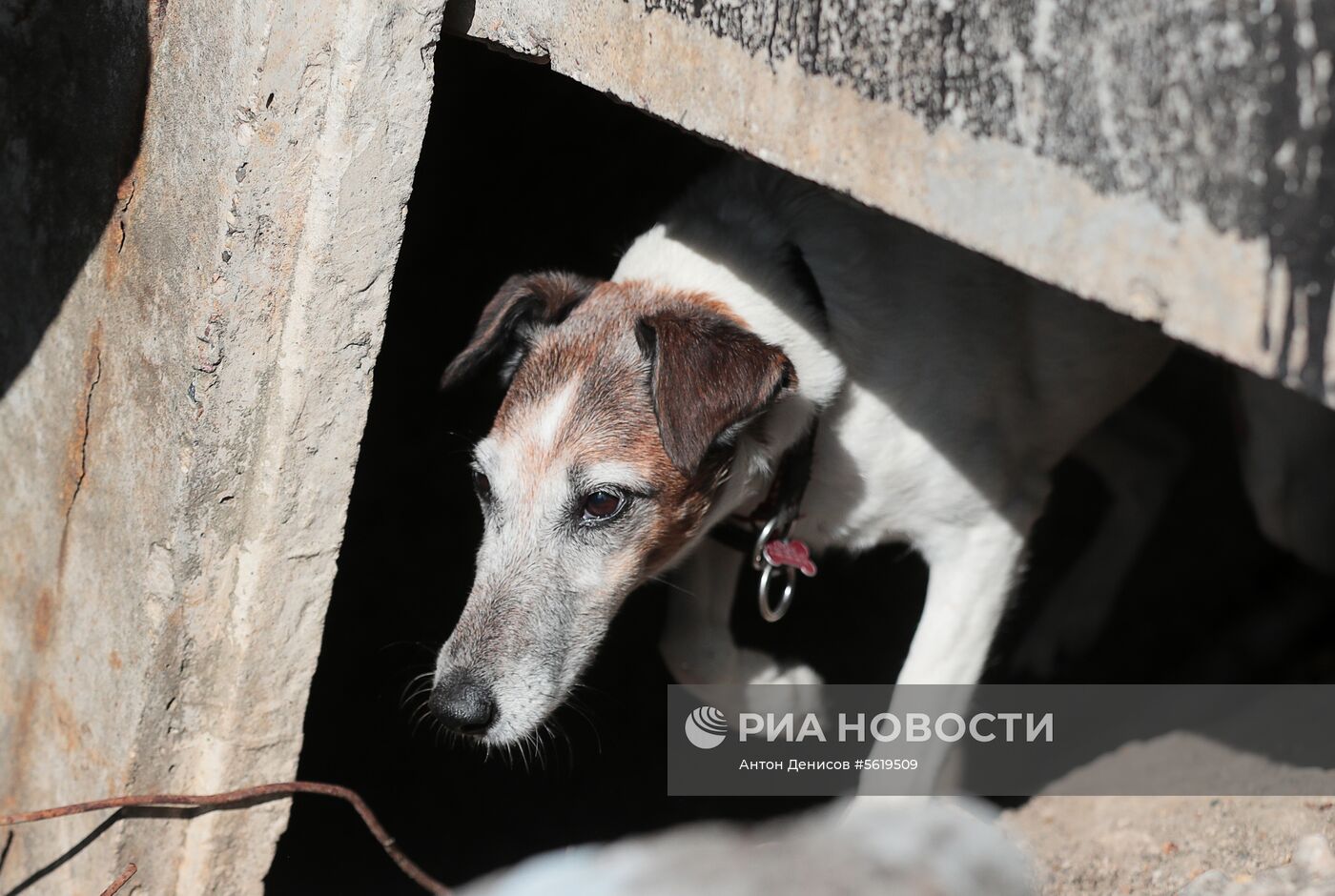 Тренировка собак-спасателей МЧС