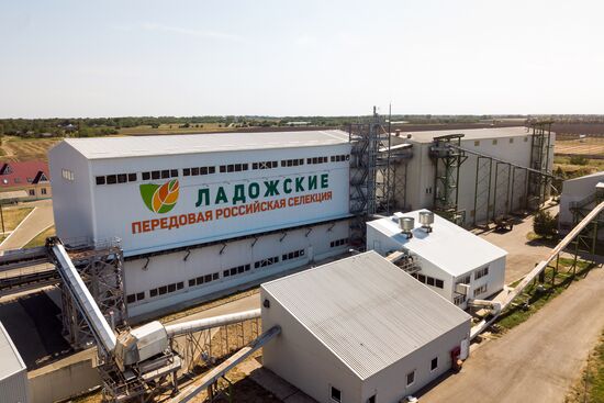 Уборка кукурузы в Краснодарском крае