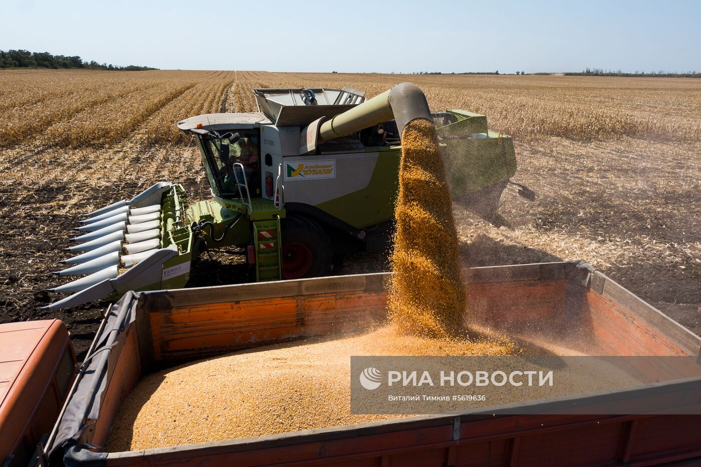 Уборка кукурузы в Краснодарском крае