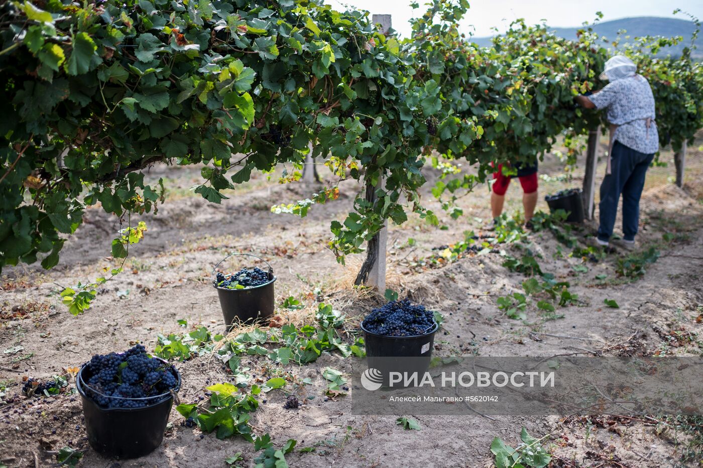 Виноградники агрофирмы "Золотая Балка" в Крыму