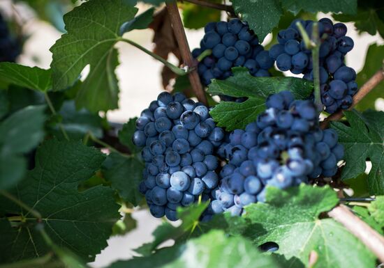 Виноградники агрофирмы "Золотая Балка" в Крыму