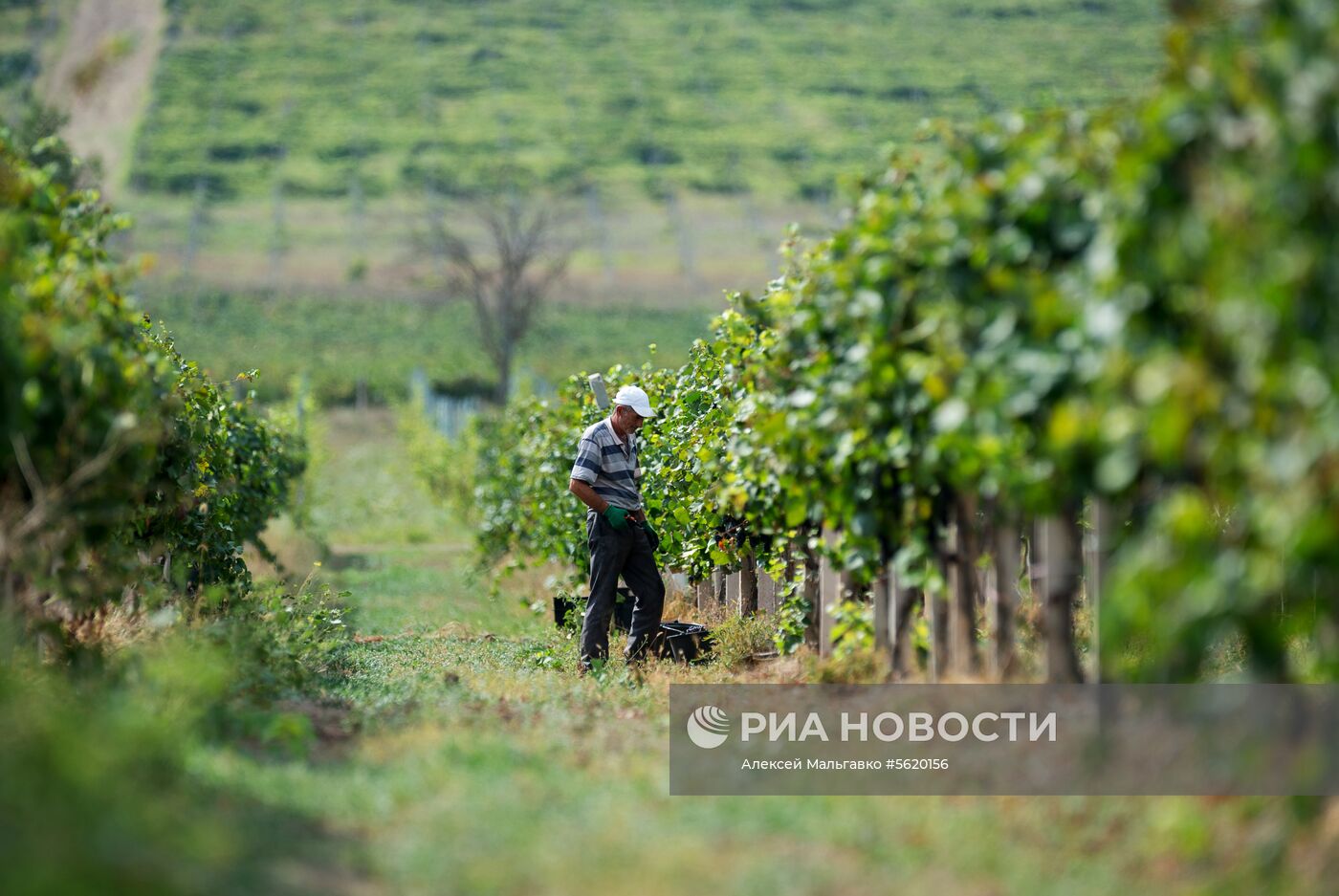 Виноградники агрофирмы «Золотая Балка» в Крыму