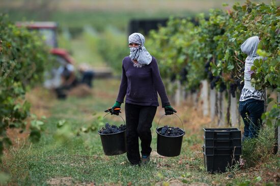 Виноградники агрофирмы «Золотая Балка» в Крыму