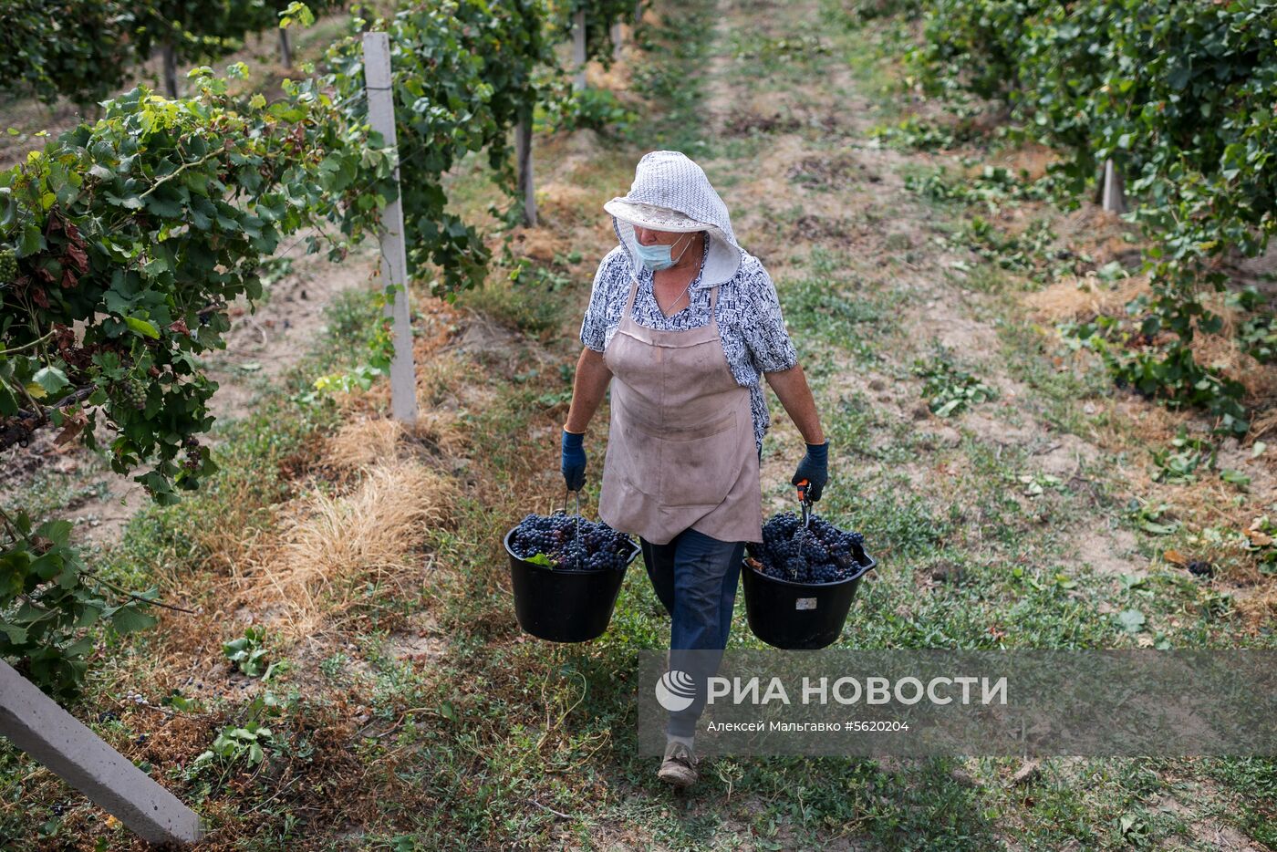 Виноградники агрофирмы «Золотая Балка» в Крыму