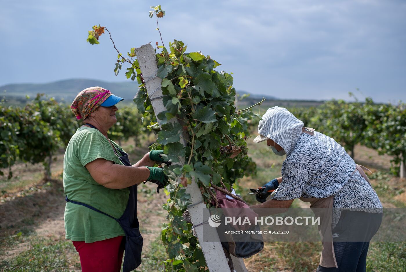 Виноградники агрофирмы «Золотая Балка» в Крыму