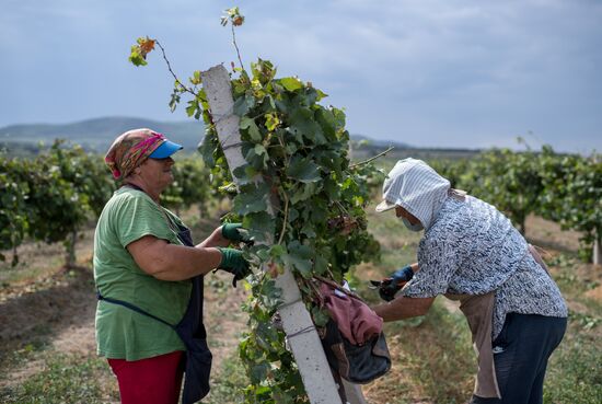 Виноградники агрофирмы «Золотая Балка» в Крыму