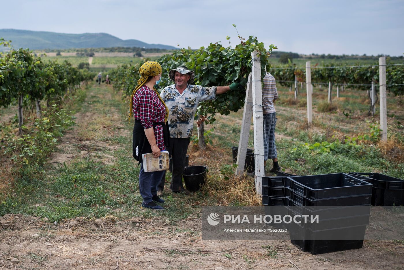 Виноградники агрофирмы «Золотая Балка» в Крыму