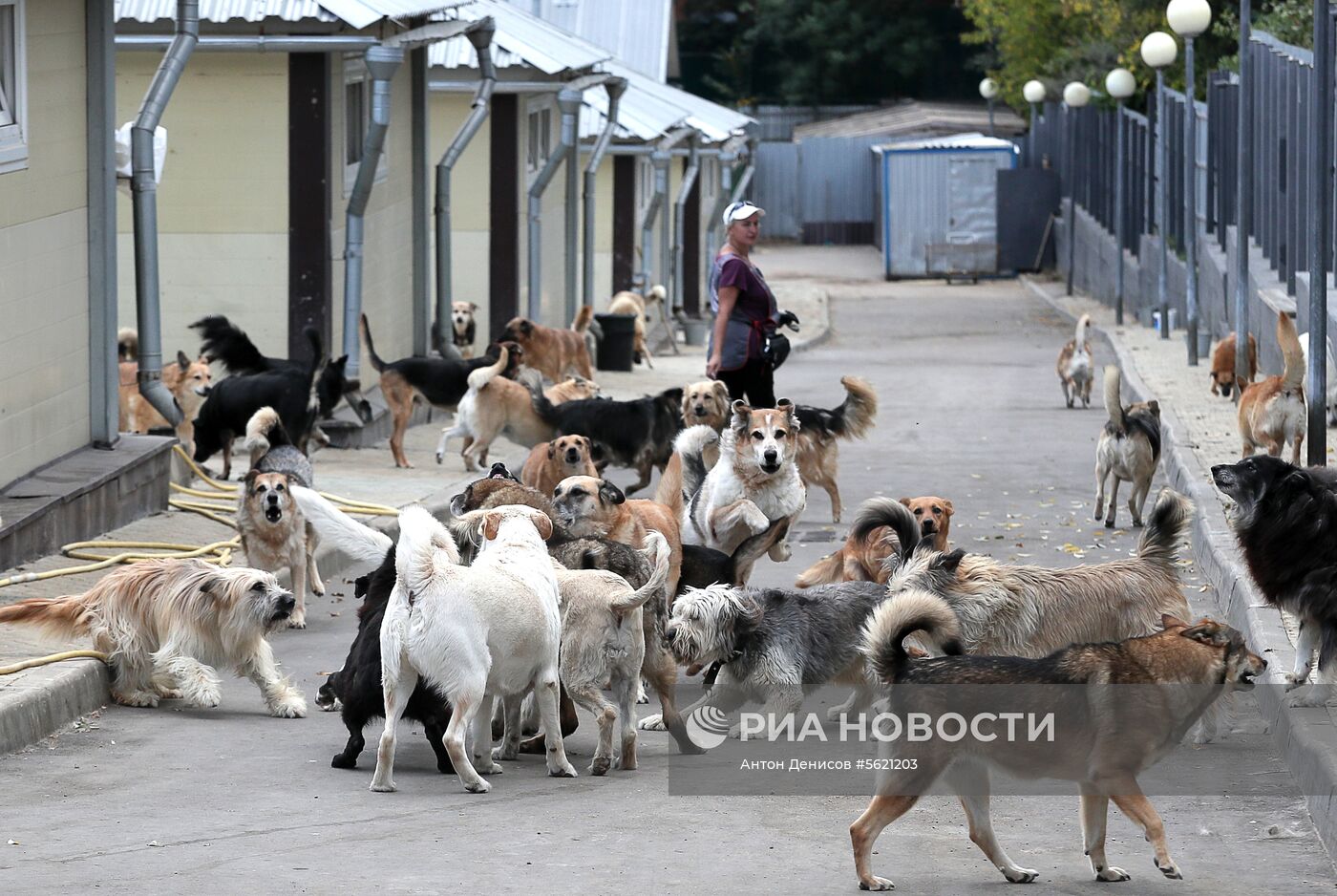 Приют для бездомных животных "Зеленоград"