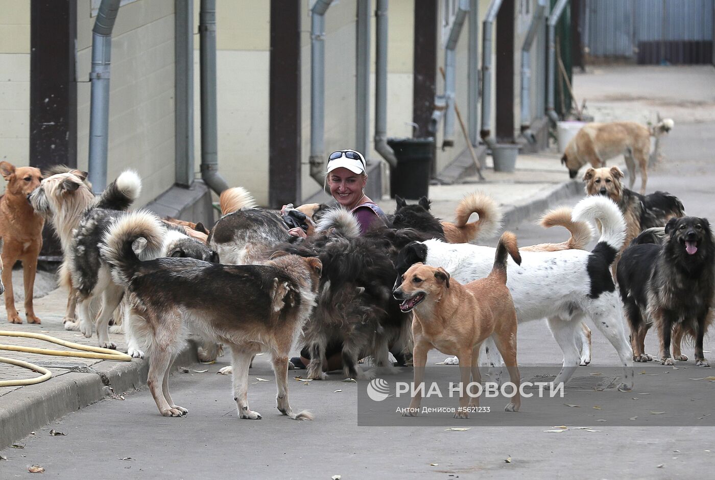 Приют для бездомных животных "Зеленоград"